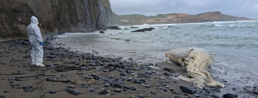 Ballena encontrada muerta con cuerdas atadas a su cuerpo y aleta caudal en playa Pin Uno, comuna de Los Muermos, Región de Los Lagos.