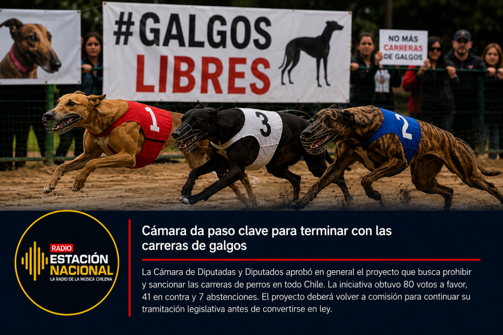 Galgos durante una carrera junto a manifestación contra estas competencias, tras aprobación de la Cámara del proyecto que busca prohibir las carreras de perros en Chile.